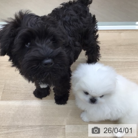 東京都のミニチュアシュナウザー (ペットプラス 日の出店/2025年12月17日生まれ/男の子/ブラック)の子犬の4枚目の画像