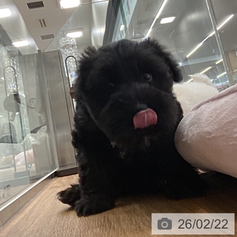 ミニチュア・シュナウザーの写真