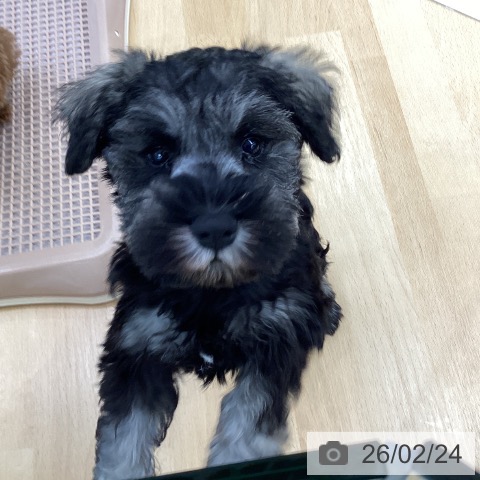 埼玉県のミニチュアシュナウザー (ペットプラス 羽生店/2025年12月17日生まれ/男の子/ソルトペッパー)の子犬の4枚目の画像