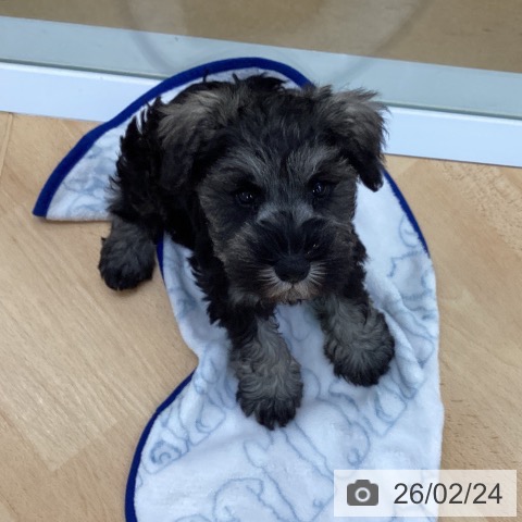 埼玉県のミニチュアシュナウザー (ペットプラス 羽生店/2025年12月17日生まれ/男の子/ソルトペッパー)の子犬の3枚目の画像