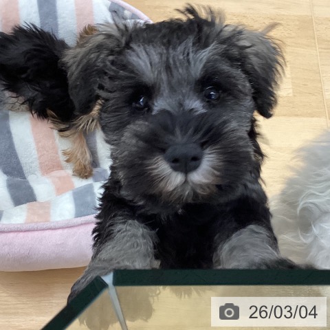 埼玉県のミニチュアシュナウザー (ペットプラス 羽生店/2025年12月17日生まれ/男の子/ソルトペッパー)の子犬の3枚目の画像