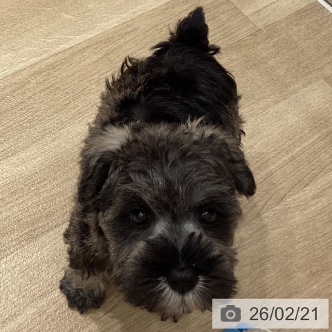 ミニチュア・シュナウザーの写真