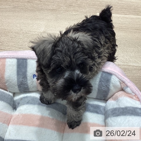 埼玉県のミニチュアシュナウザー (ペットプラス ピオニウォーク東松山店/2025年12月17日生まれ/女の子/ソルトペッパー)の子犬の3枚目の画像