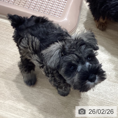 埼玉県のミニチュアシュナウザー (ペットプラス ピオニウォーク東松山店/2025年12月17日生まれ/女の子/ソルトペッパー)の子犬の3枚目の画像