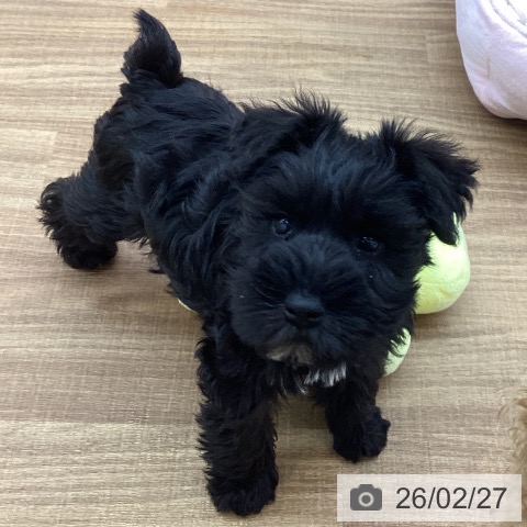 東京都のミニチュアシュナウザー (ペッツワン 青梅インター店/2025年12月17日生まれ/女の子/ブラック)の子犬の4枚目の画像