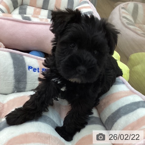 ミニチュア・シュナウザーの写真