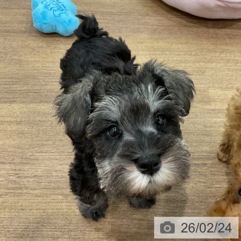 埼玉県のミニチュアシュナウザー (ペッツワン 吉川美南店/2025年12月16日生まれ/女の子/ソルトペッパー)の子犬の3枚目の画像
