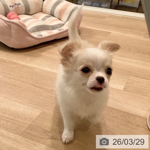 神奈川県のチワワ(ロング) (ペットプラス ゆめが丘ソラトス店/2025年12月18日生まれ/女の子/クリームホワイト)の子犬の4枚目の画像