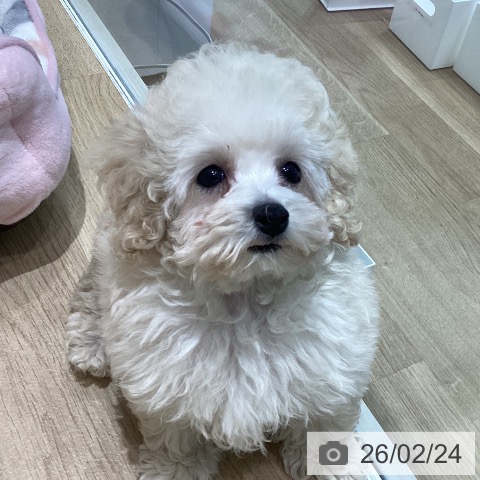 トイ・プードルの写真