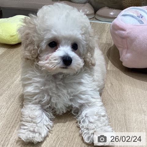 宮城県のトイプードル(トイ) (ペットプラス 仙台泉大沢店/2025年12月2日生まれ/男の子/クリーム)の子犬の3枚目の画像