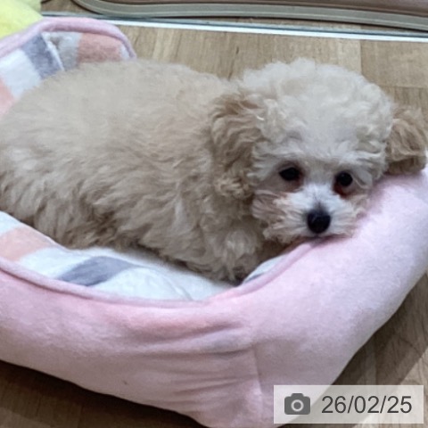 宮城県のトイプードル(トイ) (ペットプラス 仙台泉大沢店/2025年12月2日生まれ/男の子/クリーム)の子犬の3枚目の画像