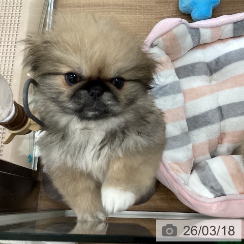 茨城県のペキニーズ (ペッツワン つくば店/2025年12月22日生まれ/男の子/フォーンホワイト)の子犬の4枚目の画像