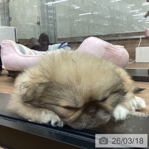 茨城県のペキニーズ (ペッツワン つくば店/2025年12月22日生まれ/男の子/フォーンホワイト)の子犬の3枚目の画像