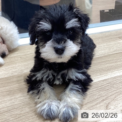 ミニチュア・シュナウザーの写真