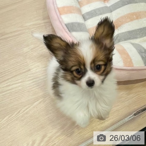 千葉県のパピヨン (ペットプラス 幕張新都心店/2025年12月21日生まれ/男の子/ホワイトブラウン)の子犬の4枚目の画像