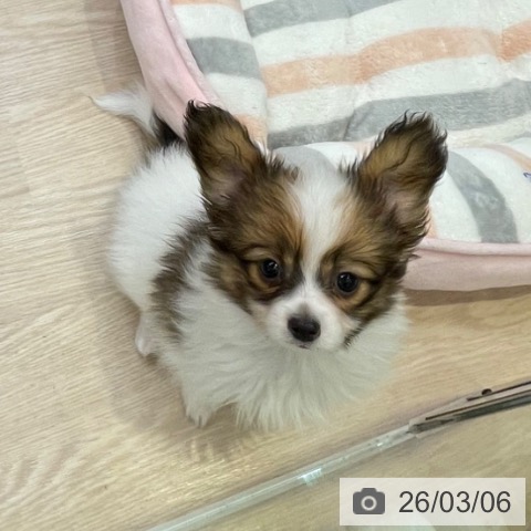 千葉県のパピヨン (ペットプラス 幕張新都心店/2025年12月21日生まれ/男の子/ホワイトブラウン)の子犬の3枚目の画像