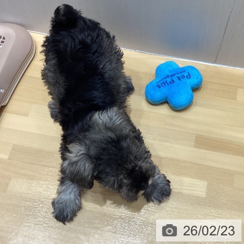 ミニチュア・シュナウザーの写真