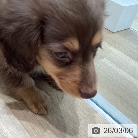 宮城県のミニチュアダックスフンド(ロング) (ペットプラス 仙台泉大沢店/2025年12月22日生まれ/男の子/チョコレートタン)の子犬の4枚目の画像