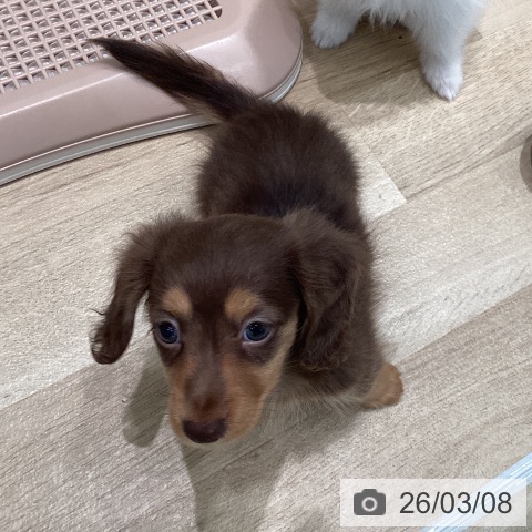 宮城県のミニチュアダックスフンド(ロング) (ペットプラス 仙台泉大沢店/2025年12月22日生まれ/男の子/チョコレートタン)の子犬の3枚目の画像