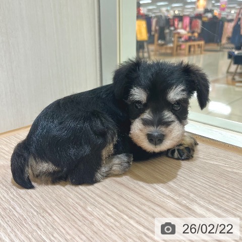 ミニチュア・シュナウザーの写真