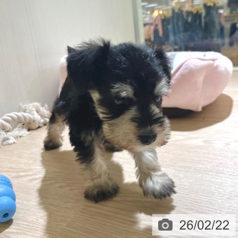 ミニチュア・シュナウザーの写真