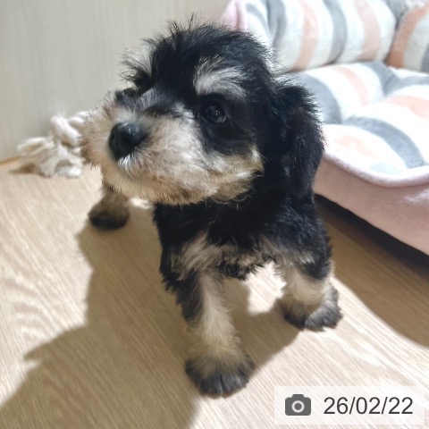 ミニチュア・シュナウザーの写真