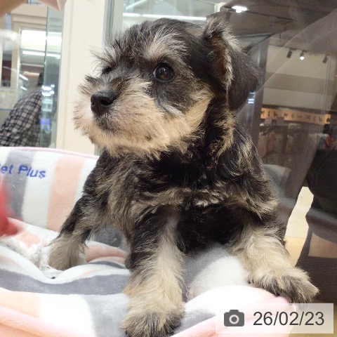 ミニチュア・シュナウザーの写真