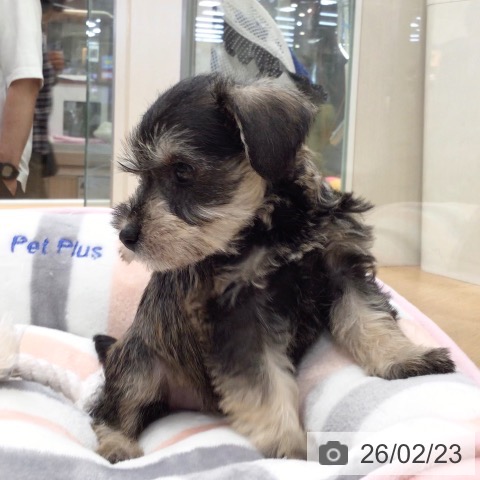 ミニチュア・シュナウザーの写真