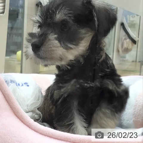 ミニチュア・シュナウザーの写真