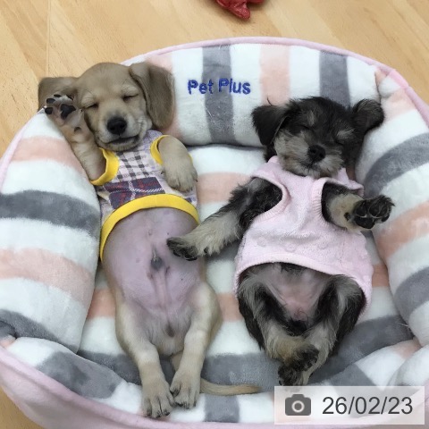 ミニチュア・シュナウザーの写真