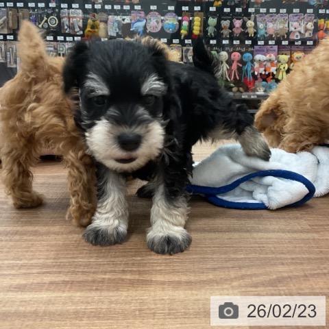 ミニチュア・シュナウザーの写真