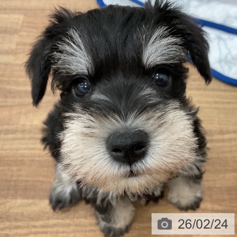 茨城県のミニチュアシュナウザー (ペッツワン 古河店/2025年12月21日生まれ/男の子/ブラックシルバー)の子犬の4枚目の画像