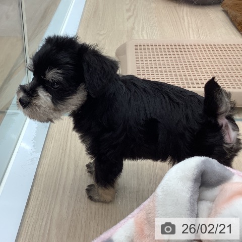 ミニチュア・シュナウザーの写真