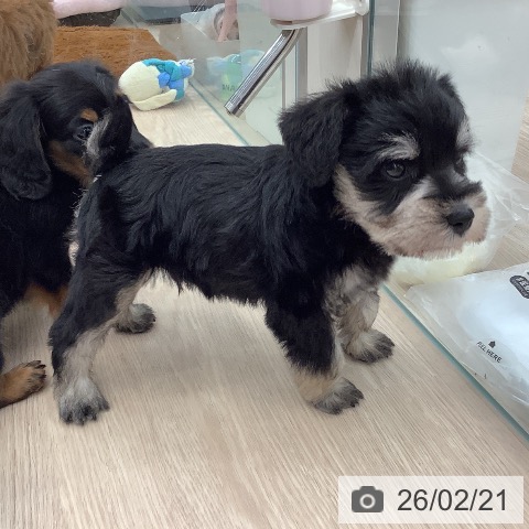 ミニチュア・シュナウザーの写真