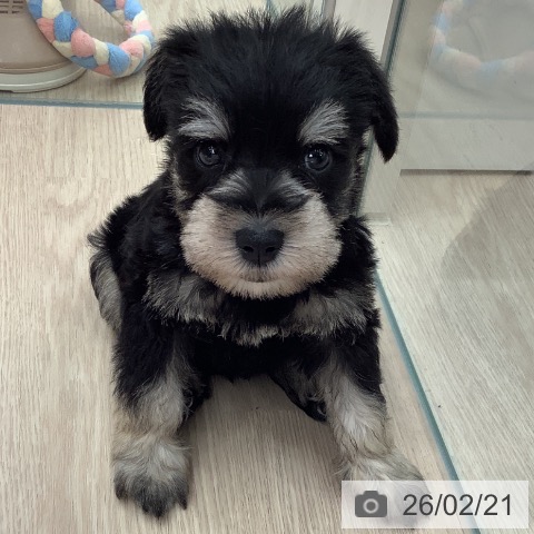 ミニチュア・シュナウザーの写真