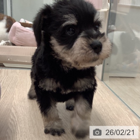 ミニチュア・シュナウザーの写真