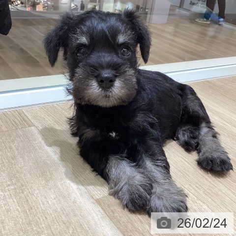 宮城県のミニチュアシュナウザー (ペットプラス 仙台上杉店/2025年12月21日生まれ/男の子/ブラックシルバー)の子犬の4枚目の画像