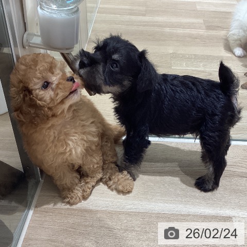 宮城県のミニチュアシュナウザー (ペットプラス 仙台上杉店/2025年12月21日生まれ/男の子/ブラックシルバー)の子犬の3枚目の画像