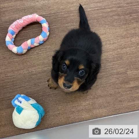 ミニチュア・ダックスフンドの写真