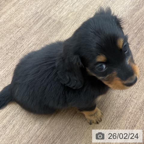 ミニチュア・ダックスフンドの写真