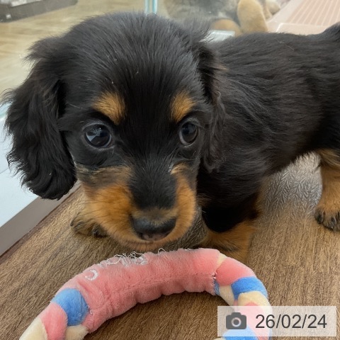 ミニチュア・ダックスフンドの写真