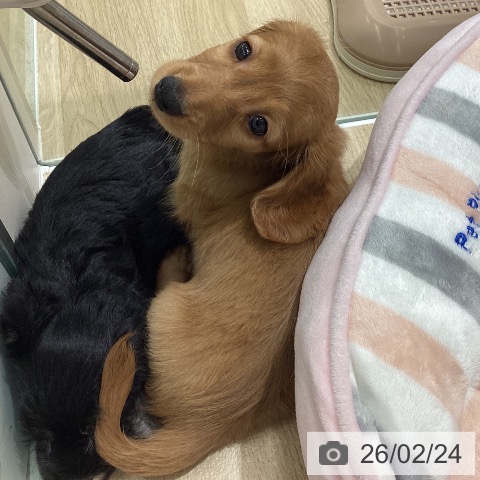 東京都のミニチュアダックスフンド(ロング) (ペットプラス MARK IS 葛飾かなまち店/2025年12月21日生まれ/男の子/ゴールド)の子犬の3枚目の画像