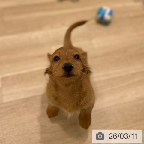 東京都のミニチュアダックスフンド(ロング) (ペットプラス MARK IS 葛飾かなまち店/2025年12月21日生まれ/男の子/ゴールド)の子犬の3枚目の画像