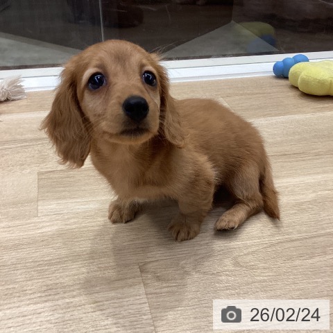 神奈川県のミニチュアダックスフンド(ロング) (ペットプラス 座間店/2025年12月21日生まれ/女の子/ゴールド)の子犬の4枚目の画像