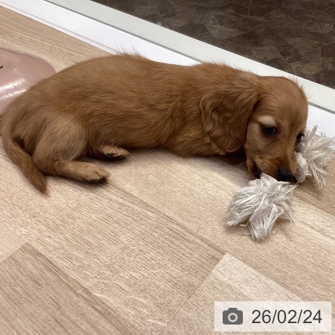 神奈川県のミニチュアダックスフンド(ロング) (ペットプラス 座間店/2025年12月21日生まれ/女の子/ゴールド)の子犬の3枚目の画像