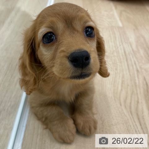 神奈川県のミニチュアダックスフンド(ロング) (ペットプラス 相模原並木店/2025年12月21日生まれ/女の子/ゴールド)の子犬の4枚目の画像