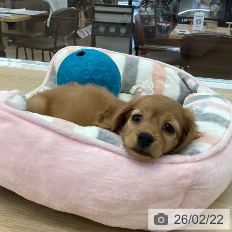 神奈川県のミニチュアダックスフンド(ロング) (ペットプラス 相模原並木店/2025年12月21日生まれ/女の子/ゴールド)の子犬の3枚目の画像