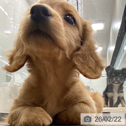 ミニチュア・ダックスフンドの写真