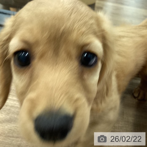 ミニチュア・ダックスフンドの写真