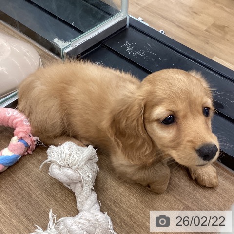 ミニチュア・ダックスフンドの写真